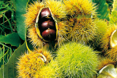 thumb2_1301387814_ivano023