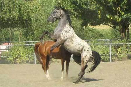 thumb2_1301933990_amicicavalli