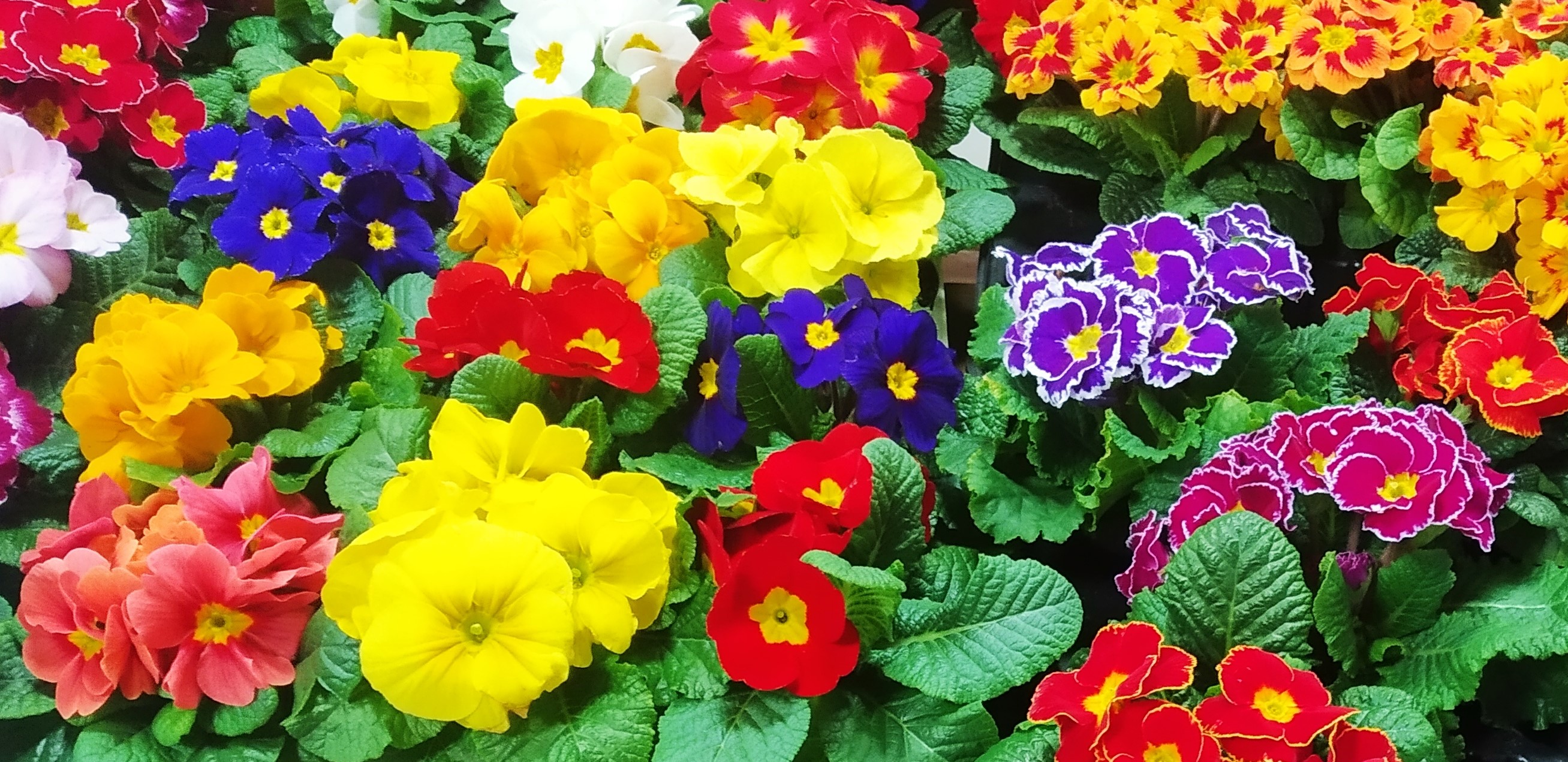 Festa della Donna 2023